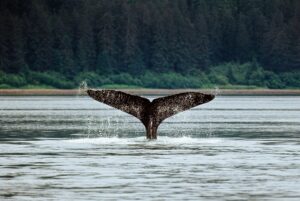 Whale-watching in Alaska