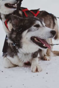 Dog sledding in Alaska